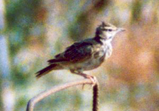 Haubenlerche (Crested Lark, Galerida cristata)