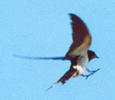Erwachsene Rauchschwalbe (Barn Swallow, Hirundo rustica rustica)