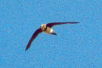 Alpensegler (Alpine Swift, Tachymarptis melba)