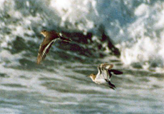 Flussuferläufer (Common Sandpiper, Actitis hypoleucos)