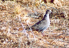 Türkentaube (Collared Dove, Streptopelia decaocto)