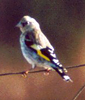 Jugendlicher Stieglitz (Eurasian Goldfinch, Carduelis carduelis)