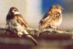 Italiensperling (Italian Sparrow, Passer italiae)