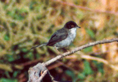 Männliche Samtkopf-Grasmücke (Sardinian Warbler, Sylvia melanocephala melanocephala)
