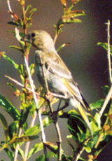 Grünfink (Western Greenfinch, Chloris chloris)