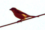 Rotkopfwürger (Woodchat Shrike, Lanius senator)