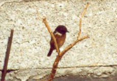 Männliches Schwarzkehlchen (Stonechat, Saxicola rubicola)