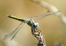 Weibliche Frühe Heidelibelle (Red-veined Darter, Sympetrum fonscolombii)