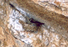 Felsenschwalbe (Crag Martin, Ptyonoprogne rupestris)