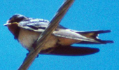 Jugendliche Rauchschwalbe (Barn Swallow, Hirundo rustica rustica)