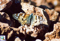 Distelfalter (Painted Lady, Vanessa cardui)