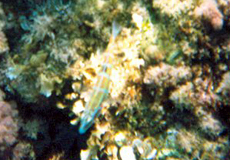 Junger Meerpfau (Ornate Wrasse, Thalassoma pavo)