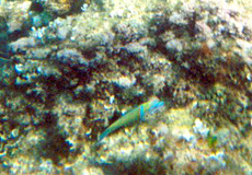 Meerpfau (Thalassoma pavo)