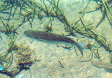 Breitstirn-Meeräsche (Flathead mullet, Mugil cephalus)