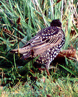 Star (Common Starling, Sturnus vulgaris)