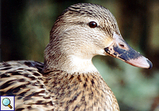 Weibliche Stockente (Mallard, Anas platyrhynchos)