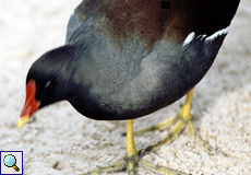 Teichhuhn (Common Moorhen, Gallinula chloropus)