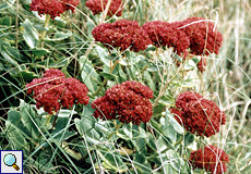 Große Fetthenne (Orphine, Sedum maximum)