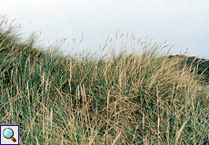 Strandhafer (European Beachgrass, Ammophila arenaria)