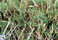 Schwarze Krähenbeere (Crowberry, Empetrum nigrum)