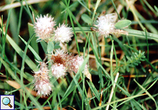 Hasenklee (Rabbit-foot Clover, Trifolium arvense)