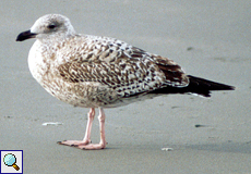 Juvenile Silbermöwe (Herring Gull, Larus argentatus)