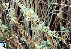 Kleinblütige Nachtkerze (Small-flowered Evening Primrose, Oenothera parviflora)