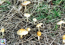 Goldmistpilz (Egg-yolk Fieldcap, Bolbitius vitellinus)