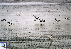 Brandgans (Common Shelduck, Tadorna tadorna)