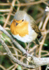 Rotkehlchen (European Robin, Erithacus rubecula)