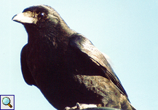 Rabenkrähe (Carrion Crow, Corvus corone)