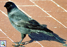 Dohle (Jackdaw, Corvus monedula)