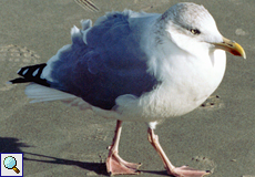 Adulte Silbermöwe (Herring Gull, Larus argentatus)
