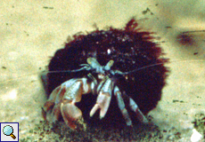 Einsiedlerkrebs (Common Hermit Crab, Eupagurus bernhardus)