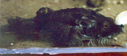 Steinpicker (Hooknose, Agonus cataphractus)