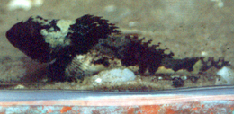 Seeskorpion (Shorthorn Sculpin, Myoxocephalus scorpius)