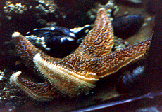 Gewöhnlicher Seestern (Common Red Starfish, Asterias rubens)