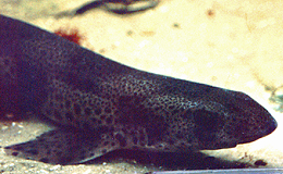 Kleinfleckiger Katzenhai (Lesser Spotted Dogfish, Scyliorhinus canicula)