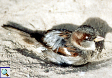 Männlicher Haussperling (House Sparrow, Passer domesticus)