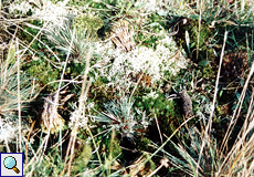 Silbergras (Grey Hair-grass, Corynephorus canescens)