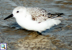 Sanderling im Schlichtkleid (Sanderling, Calidris alba)