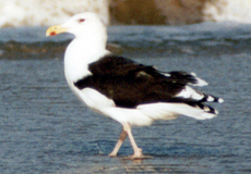 Mantelmöwe (Greater Black-backed Gull, Larus marinus)