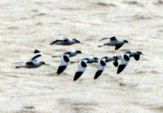 Säbelschnäbler (Pied Avocet, Recurvirostra avosetta)