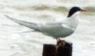 Küstenseeschwalbe (Arctic Tern, Sterna paradisaea)