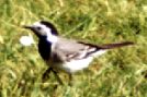 Männliche Bachstelze (White Wagtail, Motacilla alba)