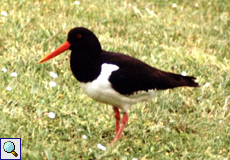 Austernfischer (Palaearctic Oystercatcher, Haematopus ostralegus)