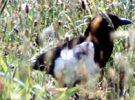 Elster (Eurasian Magpie, Pica pica)