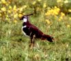 Kiebitz (Northern Lapwing, Vanellus vanellus)