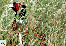 Männlicher Fasan (Common Pheasant, Phasianus colchicus)