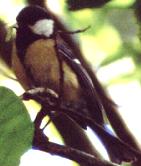 Kohlmeise (Great Tit, Parus major)